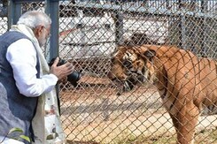 PM To Release Tiger Numbers, Mark 50 Years Of 'Project Tiger' Tomorrow PM To Release Tiger Numbers, Mark 50 Years Of 'Project Tiger' Tomorrow