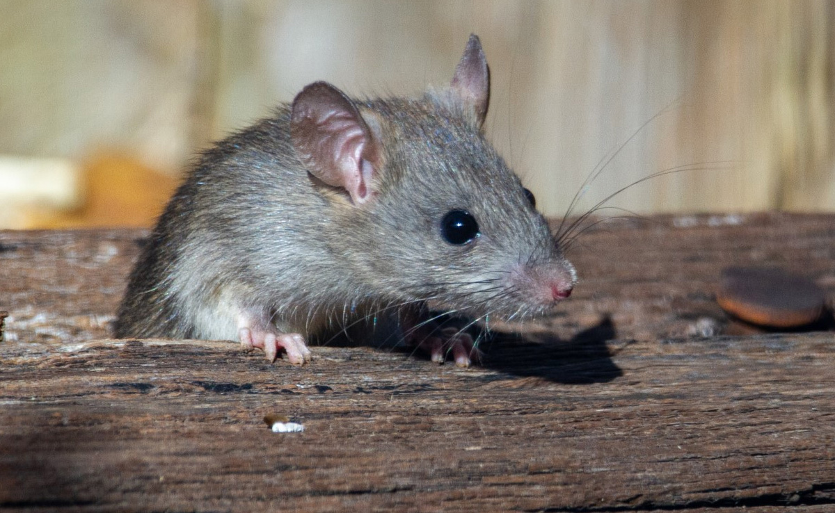 Man Who Killed A Rat By Drowning Could Be Jailed For 5 Years, Face Penalty Of...