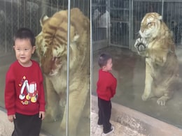 Video: बच्चे को देख Tiger ने मारे नुकीले पंजे, कुछ देर के लिए हलक में फंसी जान! Video: बच्चे को देख Tiger ने मारे नुकीले पंजे, कुछ देर के लिए हलक में फंसी जान!