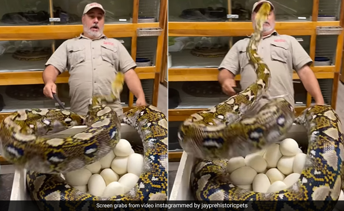 ''Daring Job'': Massive Python Attempts To Attack Zookeeper On The Face, Internet Stunned