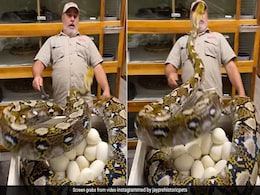 ''Daring Job'': Massive Python Attempts To Attack Zookeeper On The Face, Internet Stunned ''Daring Job'': Massive Python Attempts To Attack Zookeeper On The Face, Internet Stunned