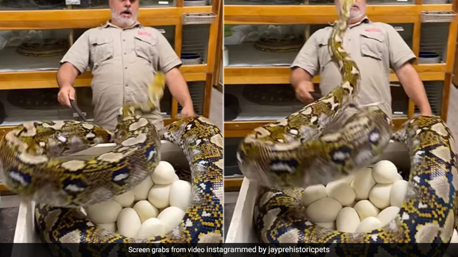 ''Daring Job'': Massive Python Attempts To Attack Zookeeper On The Face ...