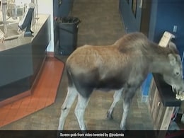 VIDEO: अलास्का के एक मूवी थियेटर में अचानक से जा पहुंचा Moose, मजे से लिया पॉपकॉर्न का स्वाद VIDEO: अलास्का के एक मूवी थियेटर में अचानक से जा पहुंचा Moose, मजे से लिया पॉपकॉर्न का स्वाद