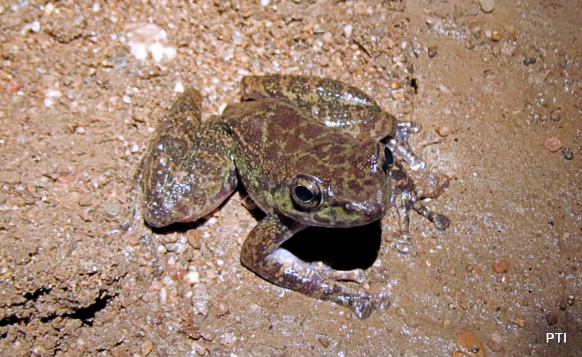 New Frog Species Discovered In Cave In Meghalaya's South Garo Hills