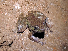 New Frog Species Discovered In Cave In Meghalaya's South Garo Hills New Frog Species Discovered In Cave In Meghalaya's South Garo Hills