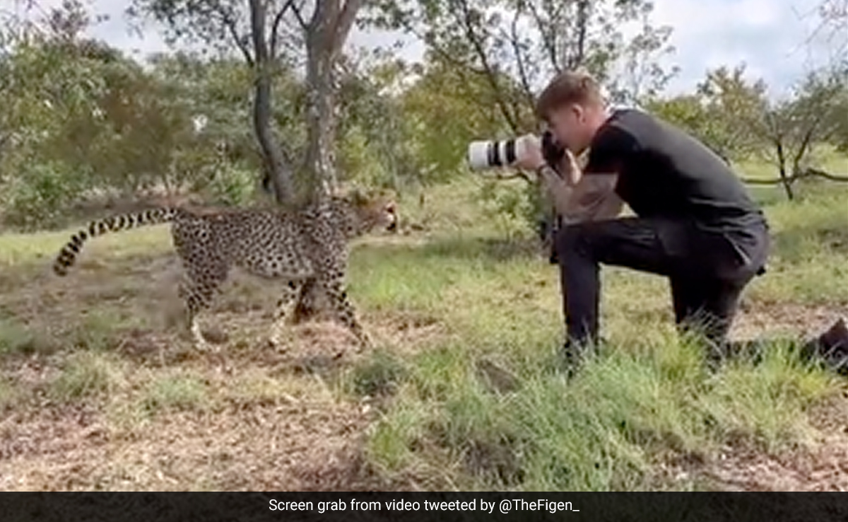 जंगल में फोटोग्राफी कर कहा था शख्स, तभी सामने से आ गया चीता, फिर जो हुआ, आपके रोंगटे खड़े हो जाएंगे