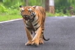 50 Years Of India's 'Project Tiger' 50 Years Of India's 'Project Tiger'