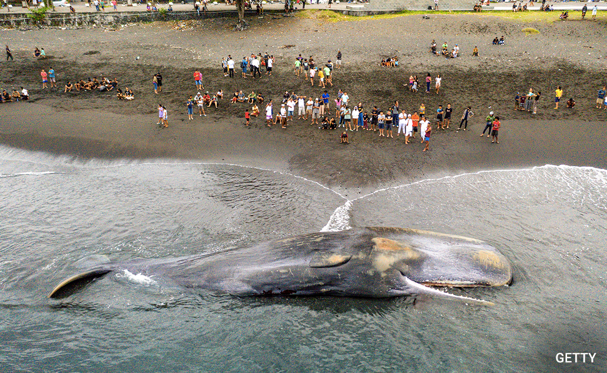 Massive Sperm Whale Beaches Itself, Dies In Bali