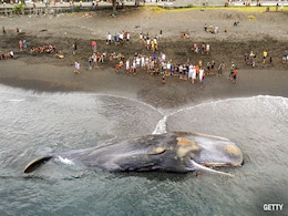 Massive Sperm Whale Beaches Itself, Dies In Bali Massive Sperm Whale Beaches Itself, Dies In Bali