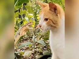 बिल्ली को डंसने वाला था जहरीला सांप, तभी कुछ ऐसा हुआ जिसे देखने के बाद आप दंग हो जाएंगे बिल्ली को डंसने वाला था जहरीला सांप, तभी कुछ ऐसा हुआ जिसे देखने के बाद आप दंग हो जाएंगे