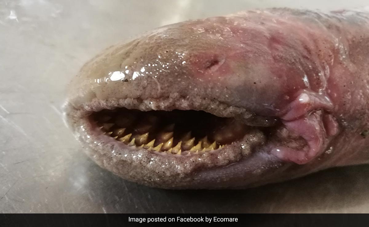 Rare, Blood-Sucking Fish With Rows Of Teeth Spotted On A Beach In The Netherlands