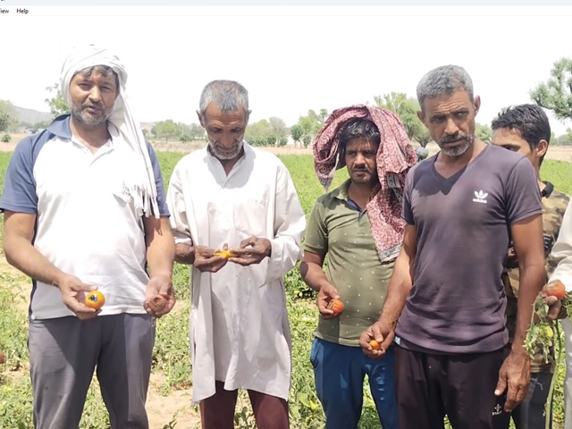 Bad Weather, Falling Prices of Tomatoes Hurts Farmers In Haryana