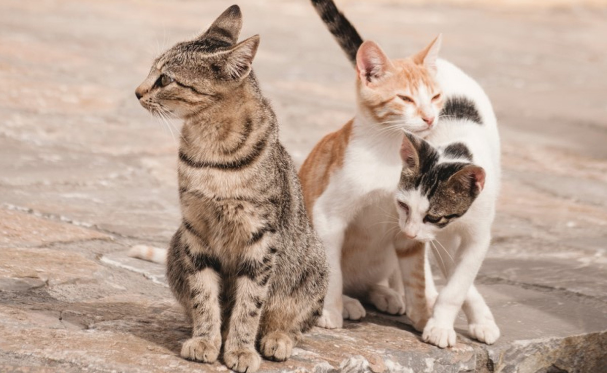 Children's Cat-Killing Tournament In New Zealand Cancelled After Backlash