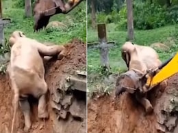 बड़े से गड्ढे में गिरे हाथी के बच्चे को बचाने के लिए इस तरह किया गया रेस्क्यू ऑपरेशन, देखें VIDEO बड़े से गड्ढे में गिरे हाथी के बच्चे को बचाने के लिए इस तरह किया गया रेस्क्यू ऑपरेशन, देखें VIDEO