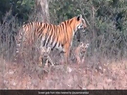 जंगल में मां के पीछे-पीछे घूम रहे थे बाघ शावक, प्यारा Video देख दिल हार बैठे लोग जंगल में मां के पीछे-पीछे घूम रहे थे बाघ शावक, प्यारा Video देख दिल हार बैठे लोग