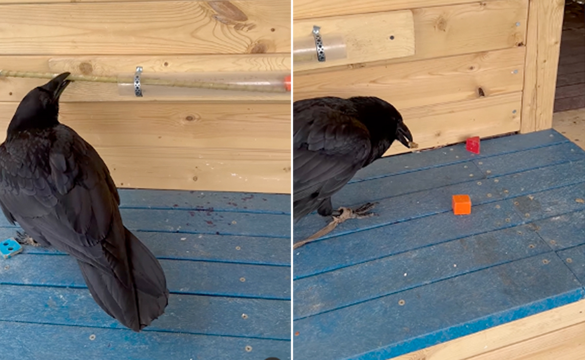 खाना खाने के लिए कौए ने लगाया ऐसा जुगाड़, देखकर हैरान हो गए लोग - Video Inside