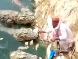 एक या दो नहीं बल्कि चार-चार खूंखार मगरमच्छ को खाना खिलाते दिखा शख्स, दिल दहला देगा VIDEO एक या दो नहीं बल्कि चार-चार खूंखार मगरमच्छ को खाना खिलाते दिखा शख्स, दिल दहला देगा VIDEO