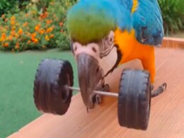 तोते को एक्सरसाइज़ करता देख हैरान हो रहे यूज़र्स, लोगों ने कहा- 3 महीने में सिक्स पैक बन जाएंगे तोते को एक्सरसाइज़ करता देख हैरान हो रहे यूज़र्स, लोगों ने कहा- 3 महीने में सिक्स पैक बन जाएंगे