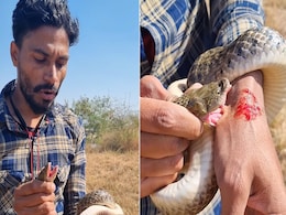 Snake Video: सांप के बारे में बताते बताते बन गया उसी का शिकार, गड़ाए दांत, खींच ली चमड़ी Snake Video: सांप के बारे में बताते बताते बन गया उसी का शिकार, गड़ाए दांत, खींच ली चमड़ी