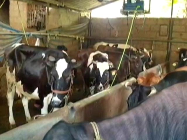 Insurance Cover For Kerala's Dairy Farmers