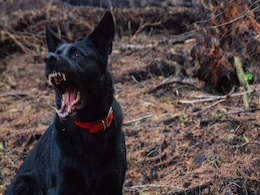 "Felt Like Eternity": Man Attacked By Dogs Four Times In Less Than A Minute "Felt Like Eternity": Man Attacked By Dogs Four Times In Less Than A Minute