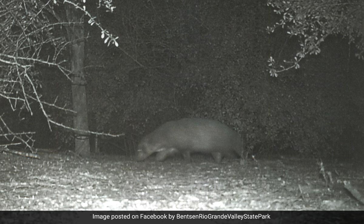 'Mystery Animal' Caught On Camera In US Park, Wildlife Officials Stumped