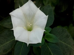 Dhatura flower significance : धतूरे का फूल भगवान शिव को है प्रिय, जानिए क्यों Dhatura flower significance : धतूरे का फूल भगवान शिव को है प्रिय, जानिए क्यों