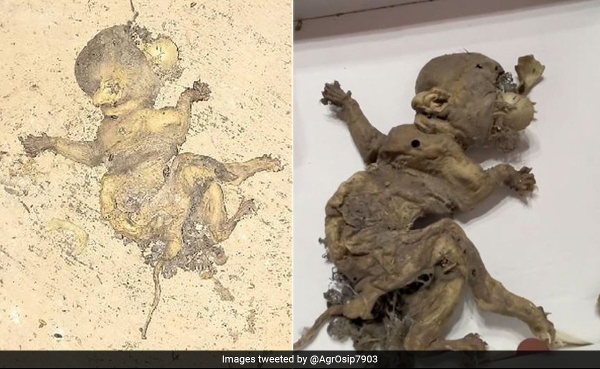 'Goblin Foetus' With Claws And Tail Found In A Mexico Warehouse
