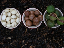The Good Fat Macadamia: All You Need To Know About The Macadamia Nuts