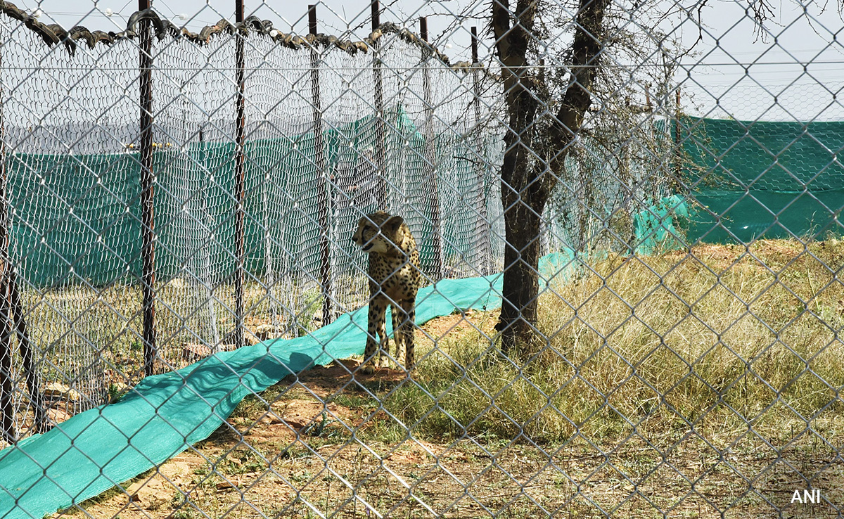 मध्य प्रदेश: कूनो नेशनल पार्क में एक और चीते की मौत, आपसी लड़ाई में गई जान मध्य प्रदेश: कूनो नेशनल पार्क में एक और चीते की मौत, आपसी लड़ाई में गई जान