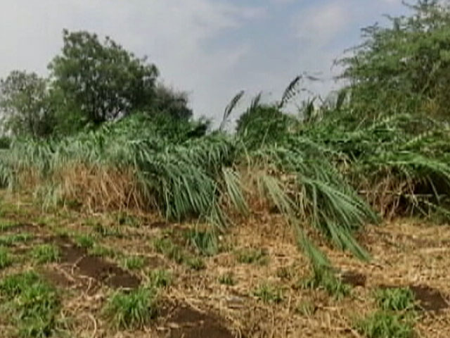 NDTV Ground Report: Big Relief For Maharashtra Farmers After Unseasonal Rains