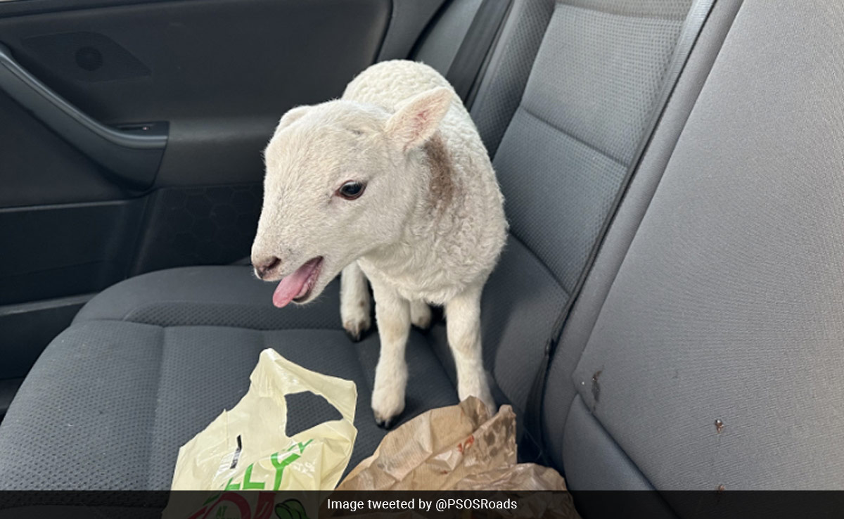 Scotland Cops Stop To Find A Car Full Of Heroin, Cocaine, Chips. And Also A Lamb