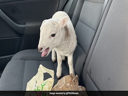 Scotland Cops Stop To Find A Car Full Of Heroin, Cocaine, Chips. And Also A Lamb Scotland Cops Stop To Find A Car Full Of Heroin, Cocaine, Chips. And Also A Lamb