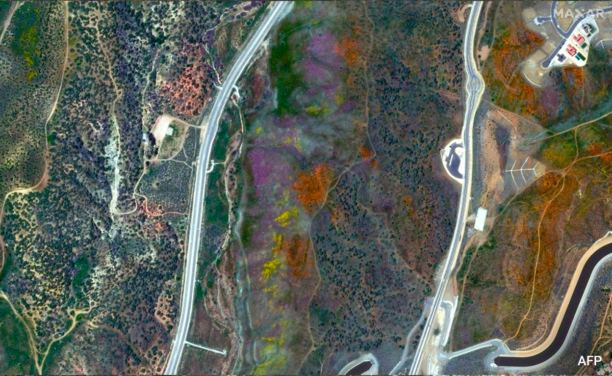 California Hills Burst Into Rare 'Super Bloom' After Wet US Winter