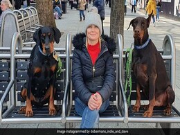 British Woman's Pet Dog Saves Her Life After Finding A Kidney Match For Her British Woman's Pet Dog Saves Her Life After Finding A Kidney Match For Her