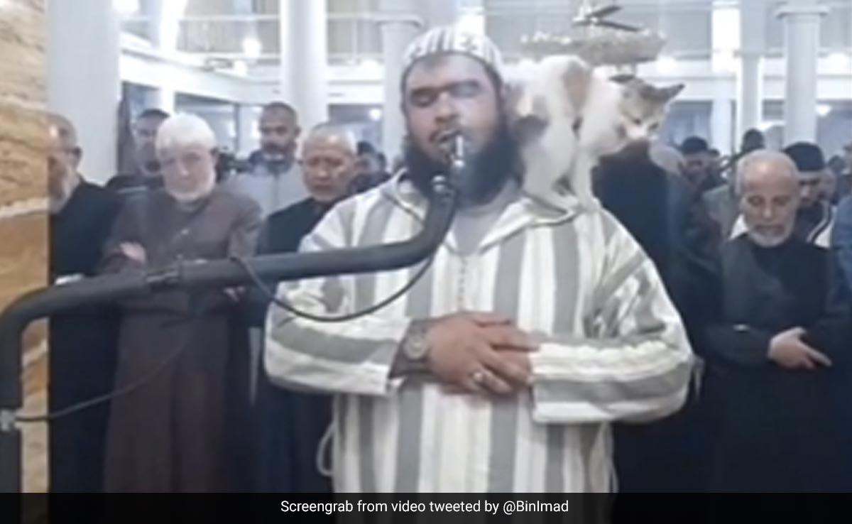 रमज़ान की नमाज़ पढ़ रहे इमाम पर अचानक कूदी बिल्ली, आगे जो हुआ आप यकीन नहीं करेंगे... वायरल हुआ Video