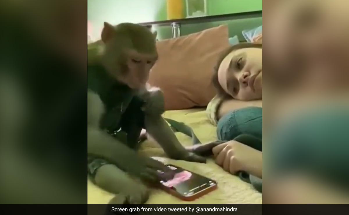 Video Of Monkey Scrolling Through Phone Grabs Anand Mahindra's Attention
