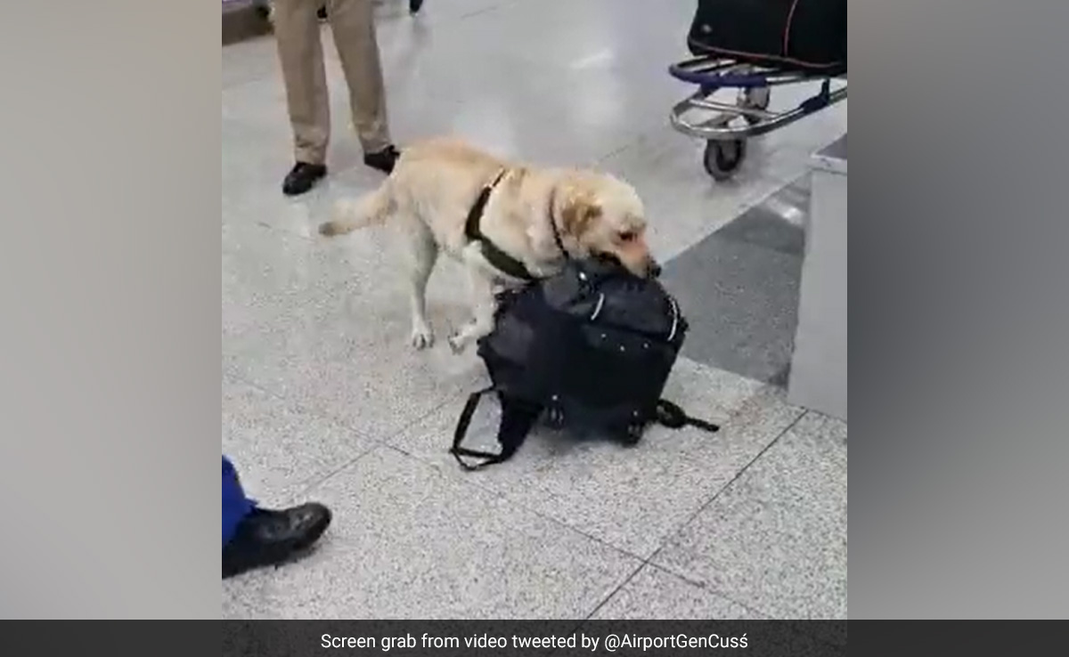 Dog Unit K9 Adds More Teeth To Delhi Customs' Drug Detection Efforts
