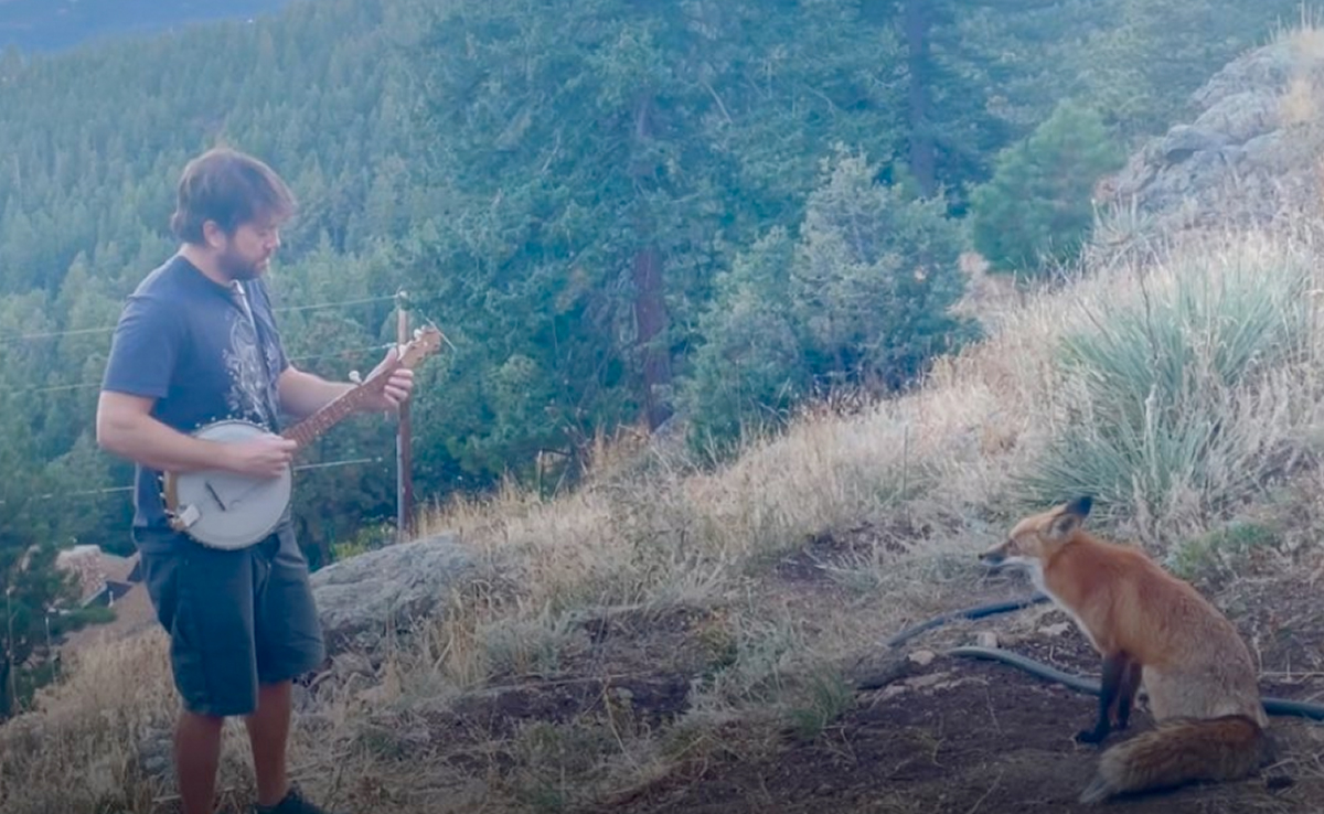Banjo की धुन ने खूंखार लोमड़ी को भी बना लिया अपना दीवाना, Video देख हार बैठेंगे दिल
