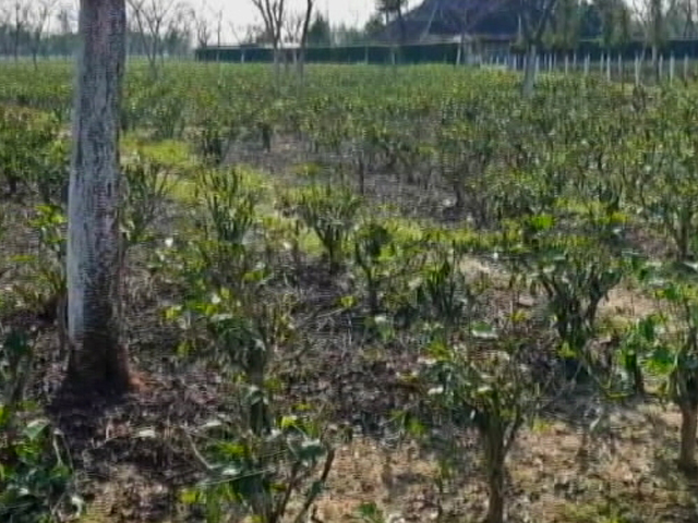 भूजल परिवर्तन से बर्बाद हो रहे असम के चाय बागान, किसानों के सामने आर्थिक समस्या