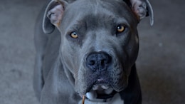 US Man In Bed With Girlfriend Shot After Dog Jumps On Bed, Sets Off Gun
