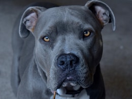 US Man In Bed With Girlfriend Shot After Dog Jumps On Bed, Sets Off Gun US Man In Bed With Girlfriend Shot After Dog Jumps On Bed, Sets Off Gun