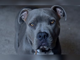 सोनीपत : पिटबुल ने शख्स पर किया हमला, स्थानीय पूछ रहे - बैन के बाद भी कैसे पाले जा रहे हैं इस नस्ल के कुत्ते? सोनीपत : पिटबुल ने शख्स पर किया हमला, स्थानीय पूछ रहे - बैन के बाद भी कैसे पाले जा रहे हैं इस नस्ल के कुत्ते?