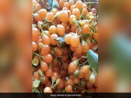 इस फल का क्या है नाम? आपके क्षेत्र में इसे क्या कहा जाता है? क्या आपने कभी इसका स्वाद लिया है? इस फल का क्या है नाम? आपके क्षेत्र में इसे क्या कहा जाता है? क्या आपने कभी इसका स्वाद लिया है?