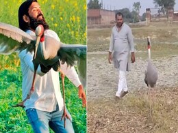 आरिफ के बाद अब इस शख्स ने की सारस के साथ दोस्ती, Video Viral आरिफ के बाद अब इस शख्स ने की सारस के साथ दोस्ती, Video Viral