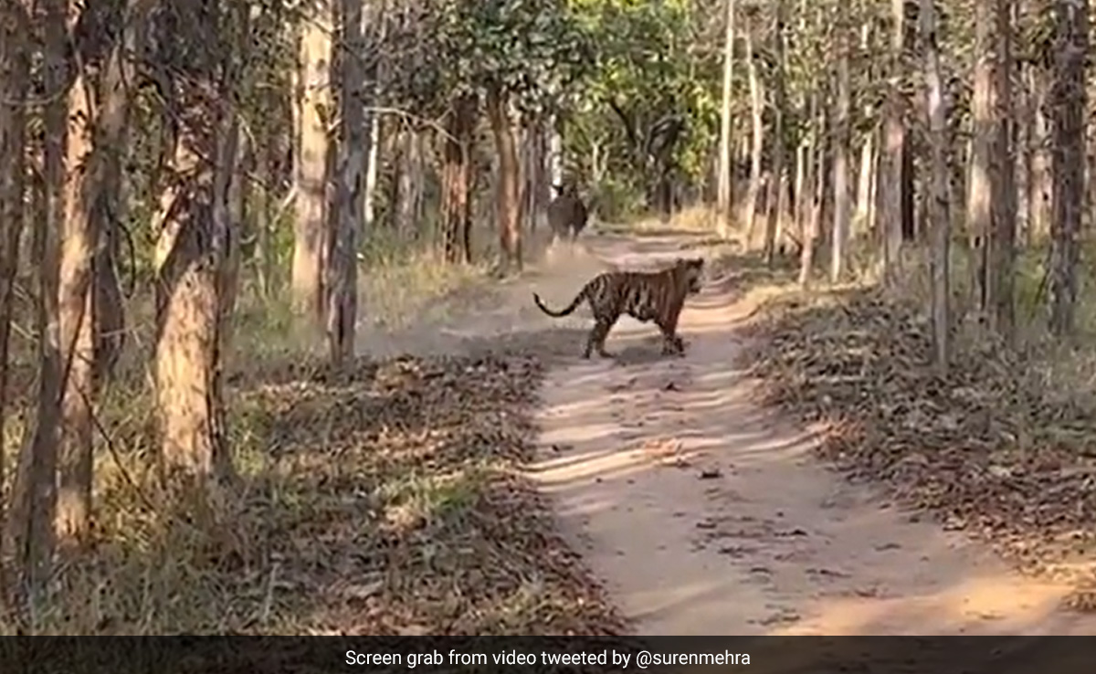 तूफानी रफ्तार में भारतीय गौर को खदेड़ता दिखा बाघ, दुर्लभ दृश्य देख डरे लोग, IFS ने बताई दिलचस्प बात