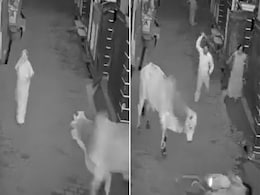 Shocking Video: आवारा सांड ने बुजुर्ग महिला को उठाकर पटका, दादी को बचाने के लिए नन्हें पोते ने लगा दी जान की बाजी Shocking Video: आवारा सांड ने बुजुर्ग महिला को उठाकर पटका, दादी को बचाने के लिए नन्हें पोते ने लगा दी जान की बाजी