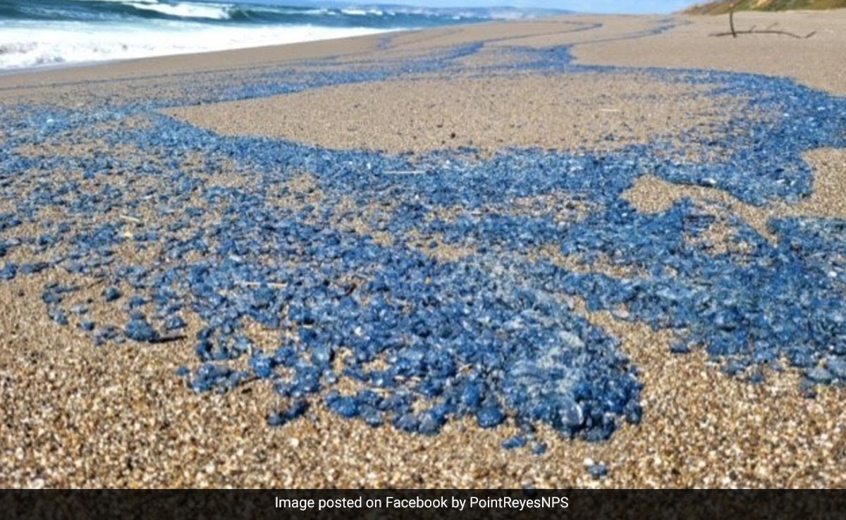 Thousands Of Blue Jellyfish-Like Creatures Was Up On California Beaches