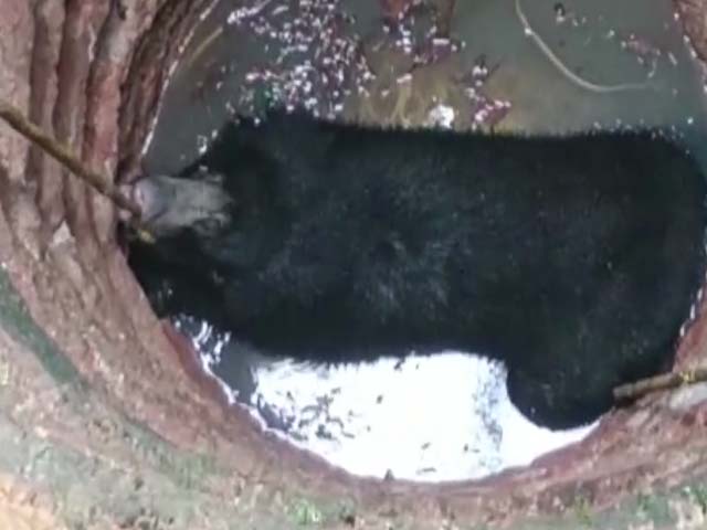 Rescue Operation Underway To Evacuate Bear Trapped Inside Well In Thiruvananthapuram