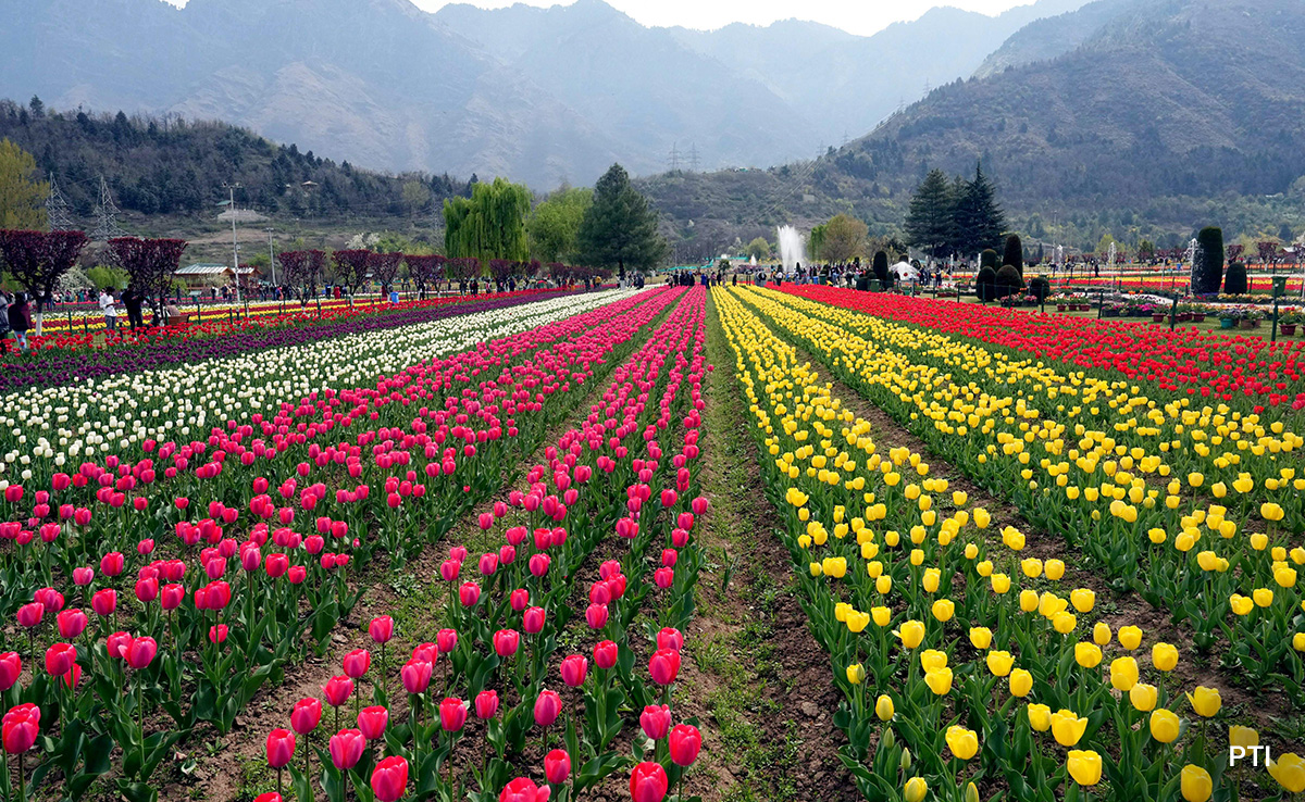 Srinagar's Tulip Garden Finds Global Appeal, Sets New Tourist Record